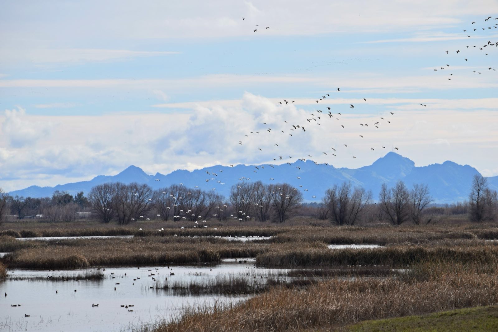 Snow geese over wetlands below the Sutter Buttes