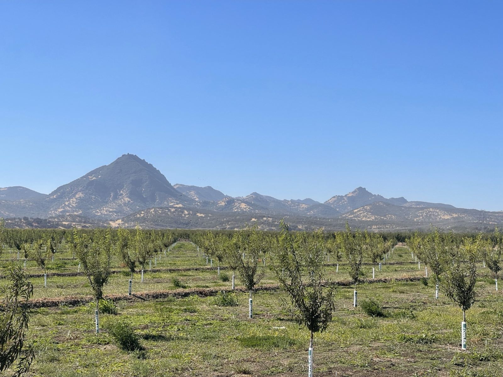 Orchard rows below the Sutter Buttes
